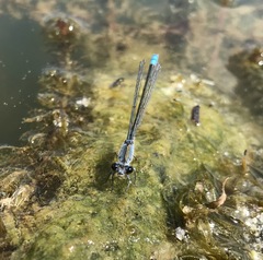 Paracercion calamorum calamorum