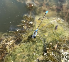 Paracercion calamorum calamorum