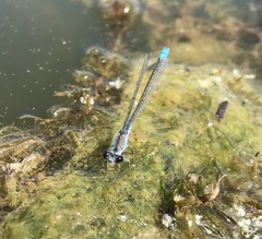 Paracercion calamorum calamorum