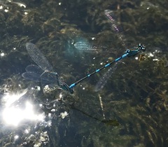 Coenagrion lanceolatum