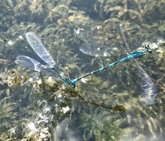 Coenagrion lanceolatum