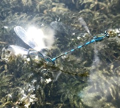 Coenagrion lanceolatum