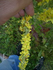 Verbascum lychnitis