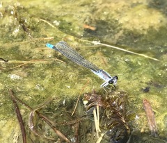 Paracercion calamorum calamorum