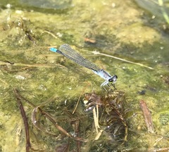 Paracercion calamorum calamorum