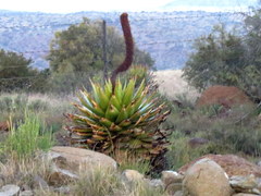 Aloe broomii
