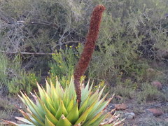 Aloe broomii