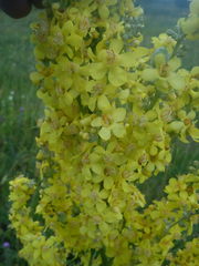 Verbascum lychnitis