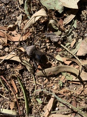 Acanthocephala thomasi