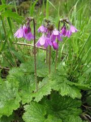 Primula matthioli