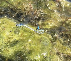 Paracercion calamorum calamorum