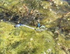 Paracercion calamorum calamorum