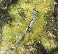 Paracercion calamorum calamorum