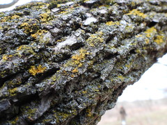Dufourea