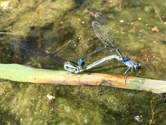 Paracercion calamorum calamorum