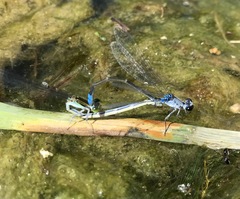 Paracercion calamorum calamorum