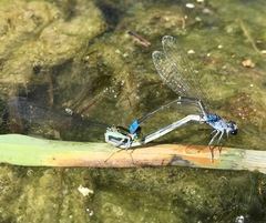 Paracercion calamorum calamorum