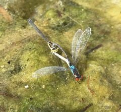 Erythromma najas humerale