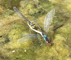 Erythromma najas humerale