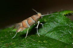 Phyllonorycter nicellii