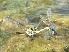 Erythromma najas humerale