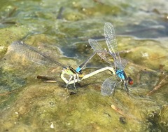Erythromma najas humerale