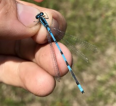 Coenagrion lanceolatum