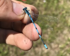 Coenagrion lanceolatum