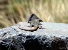 Liolaemus austromendocinus