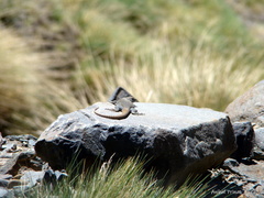 Liolaemus austromendocinus