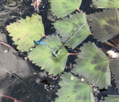 Coenagrion lanceolatum