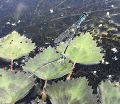 Coenagrion lanceolatum