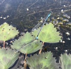 Coenagrion lanceolatum