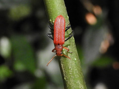 Stenochiini