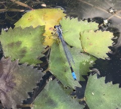 Paracercion calamorum calamorum