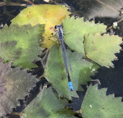 Paracercion calamorum calamorum