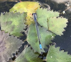 Paracercion calamorum calamorum