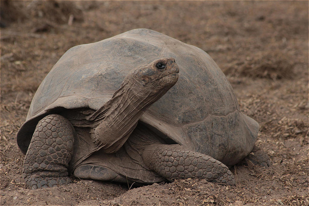 Cerro Azul Giant Tortoise