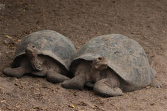 Chelonoidis niger vicina