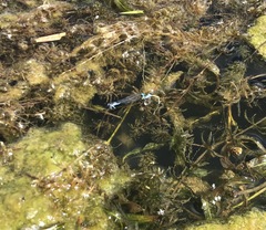 Paracercion calamorum calamorum