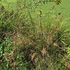 Carex lurida
