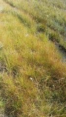 Xyris stenotera