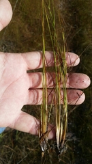 Xyris stenotera