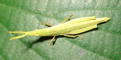 Pyrgomorphidae