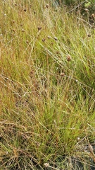 Xyris stenotera