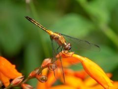 Erythrodiplax avittata