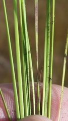 Xyris stenotera