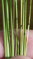 Xyris stenotera