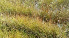 Xyris stenotera