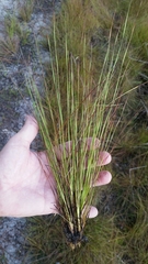 Xyris stenotera